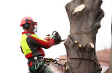 Tree Surgeon in Woking